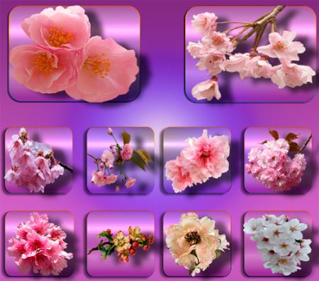 Картинки Прозрачные клипарты для фотошопа - Цветы в саду
